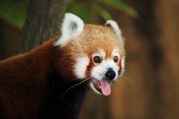 Cute Red Panda with Smile Image by ljwong from Pixabay